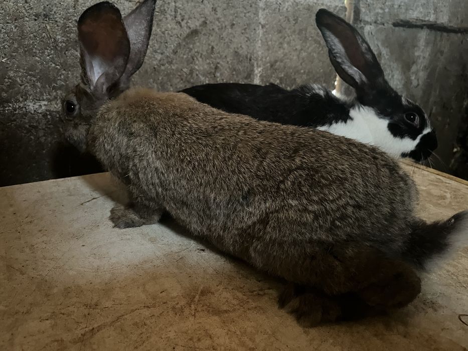 Vendo coelhos novos raça grande