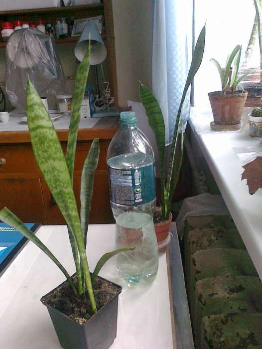 сансевієрия кімнатна