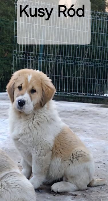 Owczarek środkowoazjatycki FCI