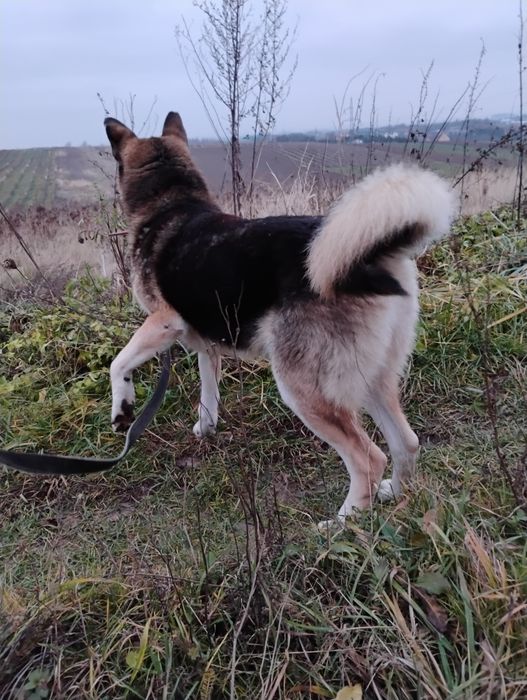 Dragon czeka na wspaniały domek