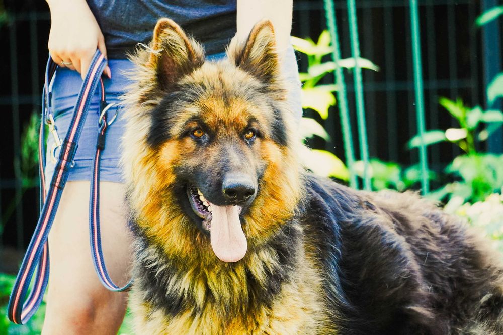 Leon - piękny pies w typie owczarek niemiecki