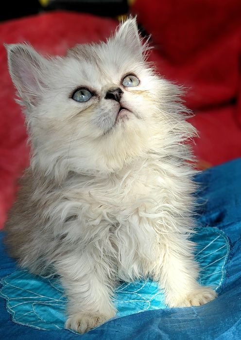Кошенятко  хлопчик