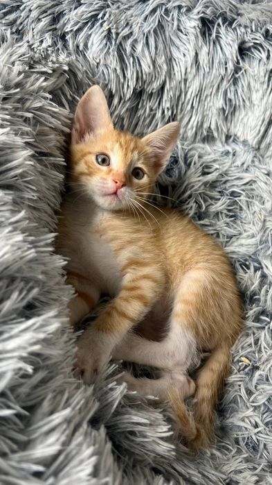 Отдам_ котята_ кошки_ бублик