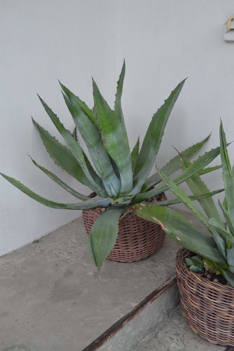 Рослина Агава Кактус