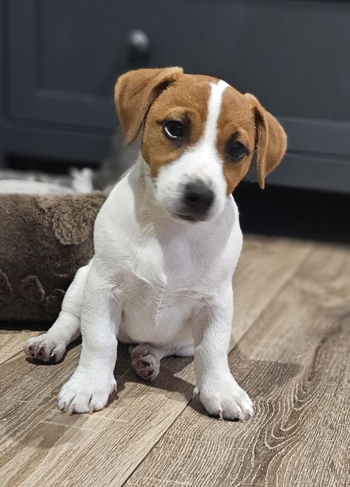 Suczka Jack Russell Terrier