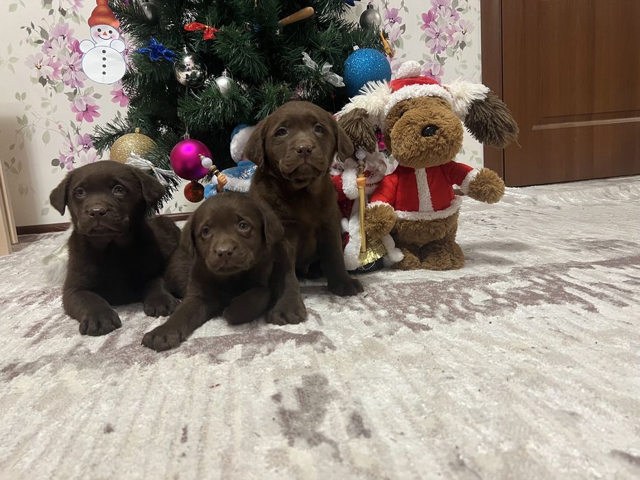 Лабрадор (темний шоколад)