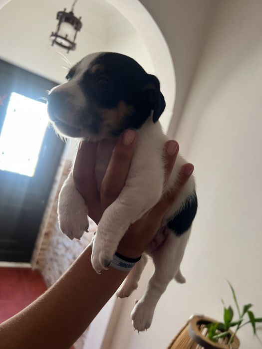 Macho Jack Russel