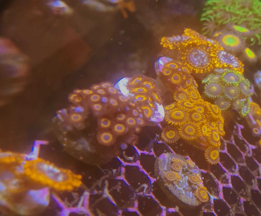 Material aquariofilia