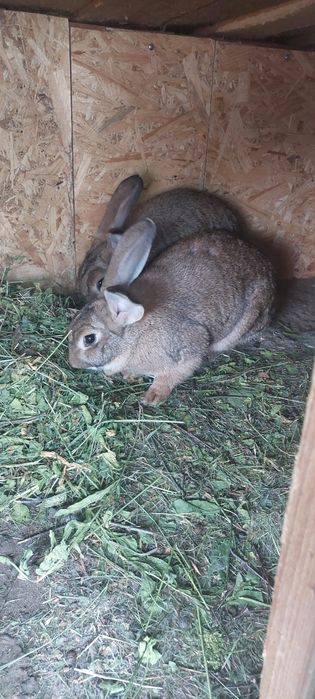 Кролиці на племя,кролик