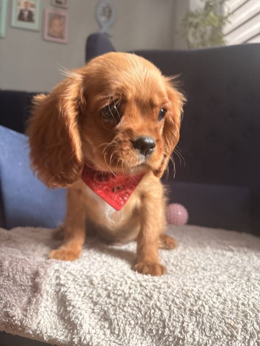 Cavalier King Charles Spaniel piesek.