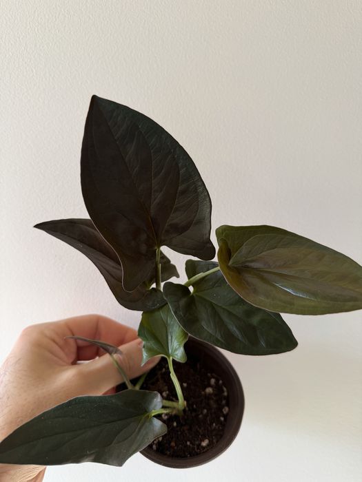 Syngonium red arrow
