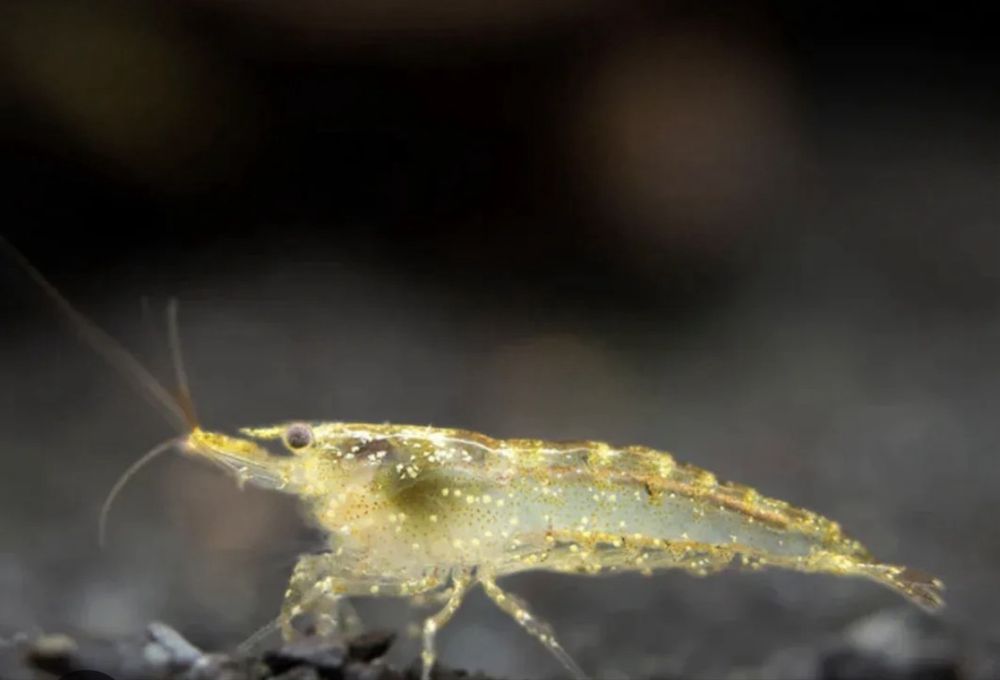 Camarões Neocaridina