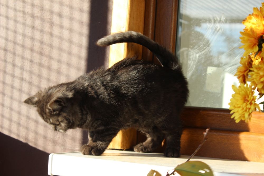 Британка шоколадна дівчинка