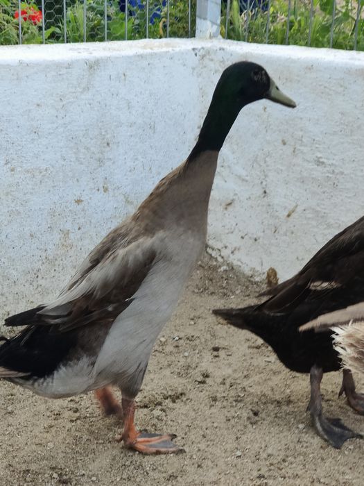 Pato corredor Indiano macho