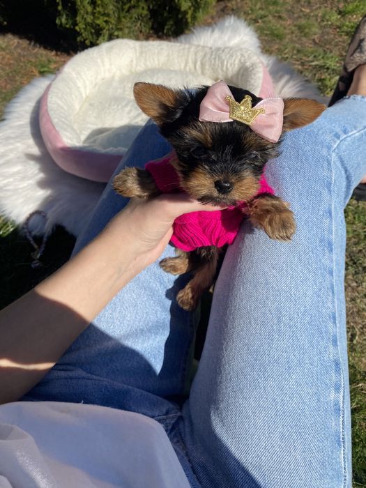 Міні бебі фейс хлопчик