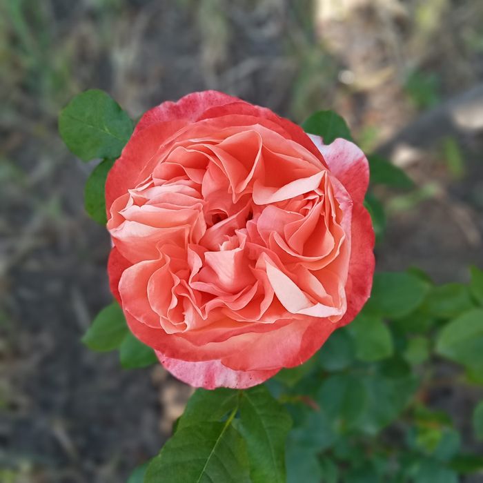 Роза сорт Вувузела