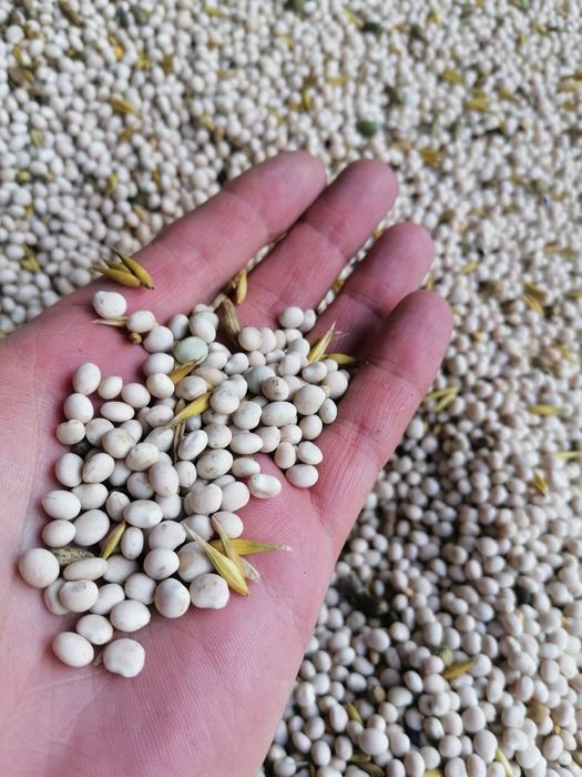 Łubin słodki biały "Rumba"