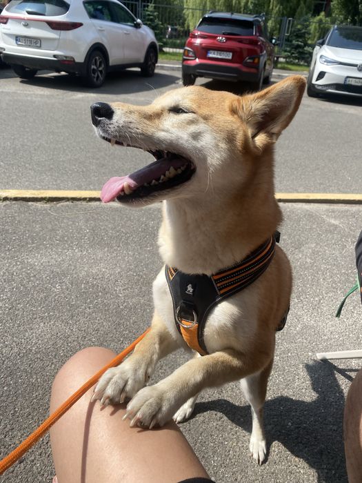 Перетримка для собак, dog sitter, няня для собак від 700 грн/день