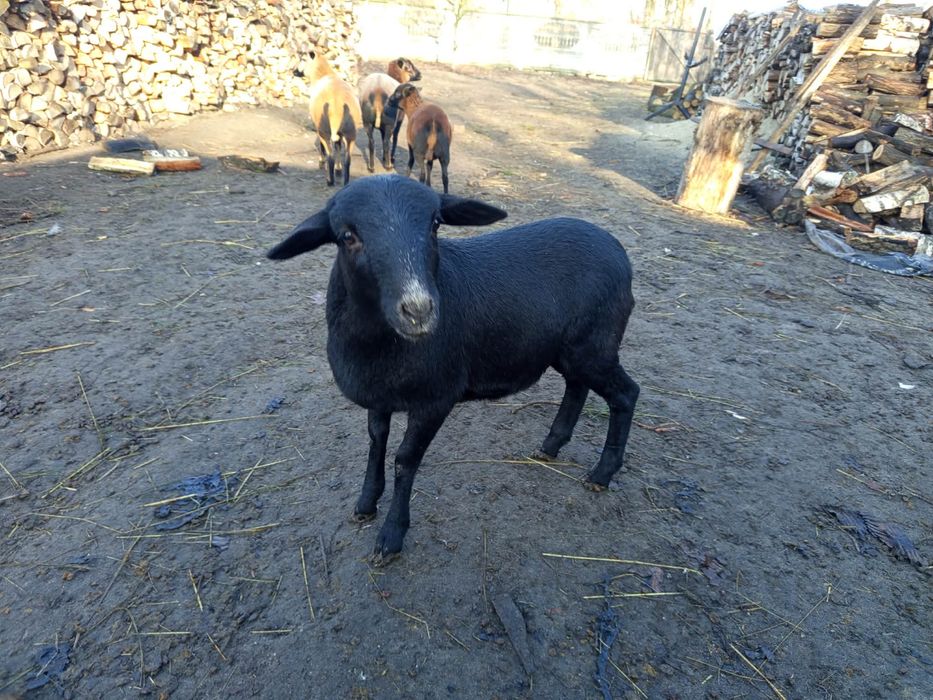 Owca kameruńska czarna