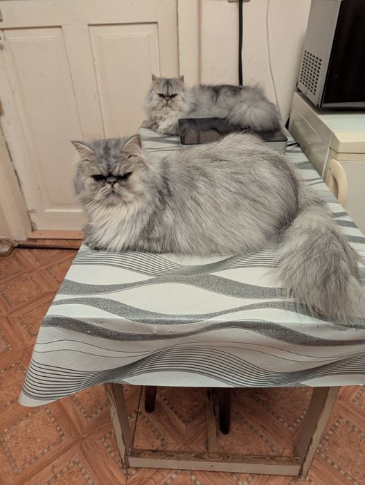 Kocurek perski pers persy kocięta perskie kot koty