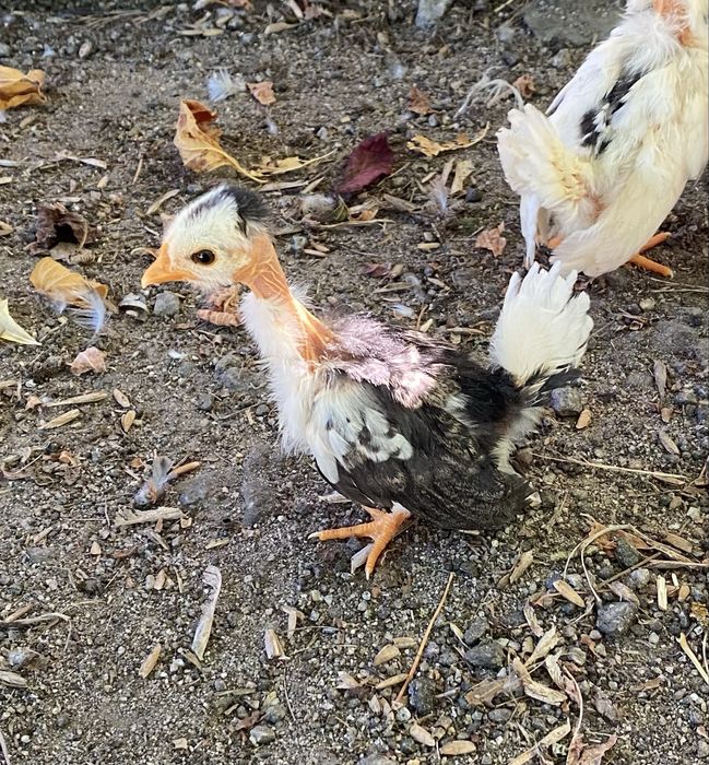 Nini garnizés jovens de varias cores
