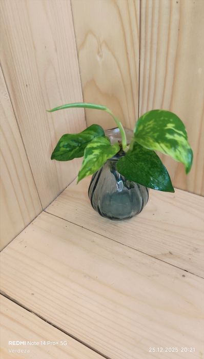 Epipremnum jungle star / merble green