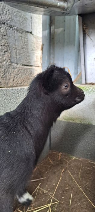 Vendo Casal de Cabras Micro Anãs. Macho filhos de Pigmeu.