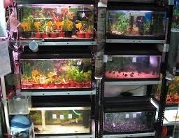 Приму в дар оборудование для аквариумов