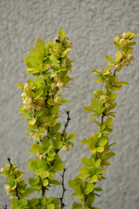 berberys thunberga mix odmian