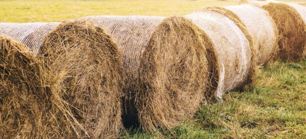 Тюки соломи круглі сухі