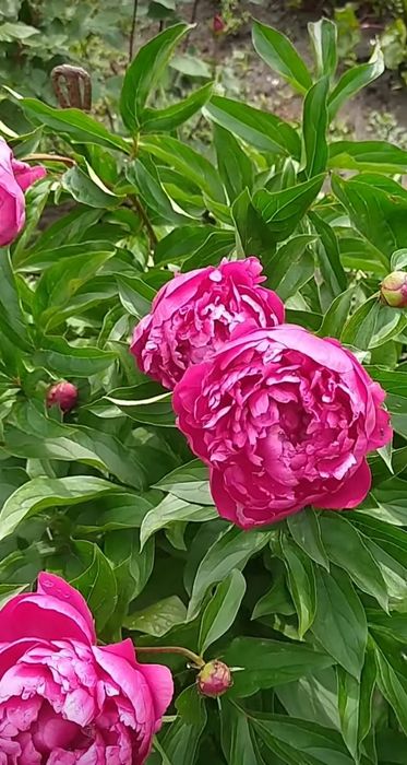 Коріння рожевої півонії. Одна із найпахучіших сортів