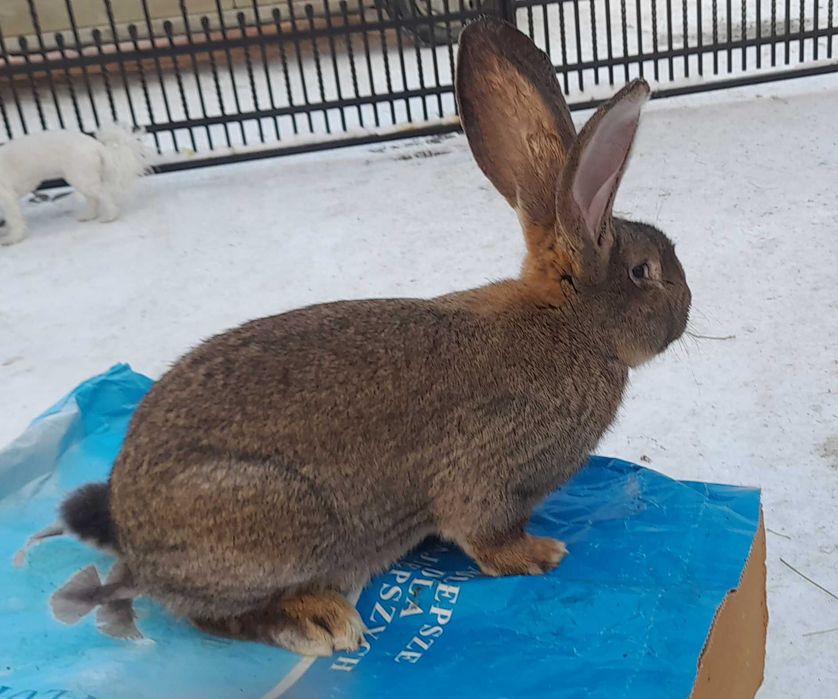Króliki rasy belgijskiej (samce)