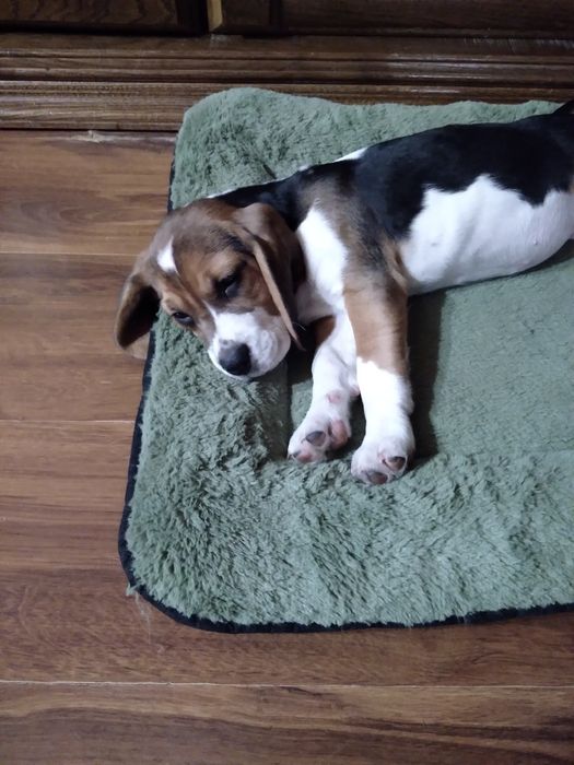 Sprzedam pieski rasy Beagle