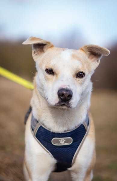 Niewielka łagodna Lila szuka domku