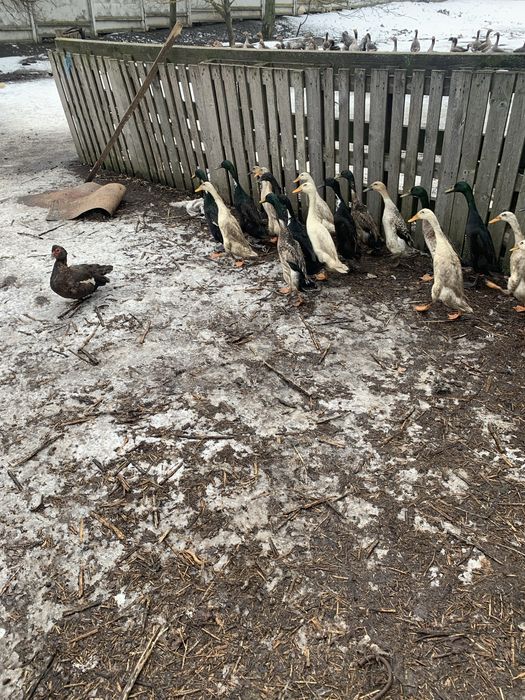 Продамо качки породи Індійські бігуни