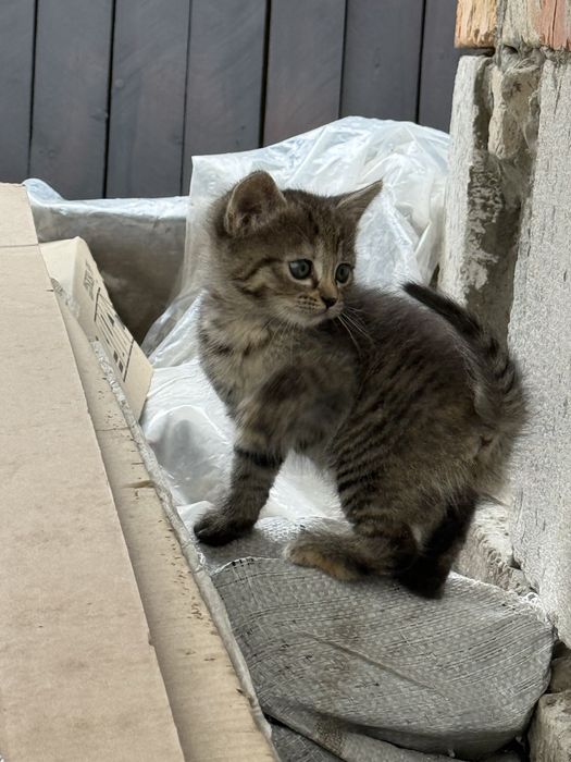 Віддам кошеня у добрі руки