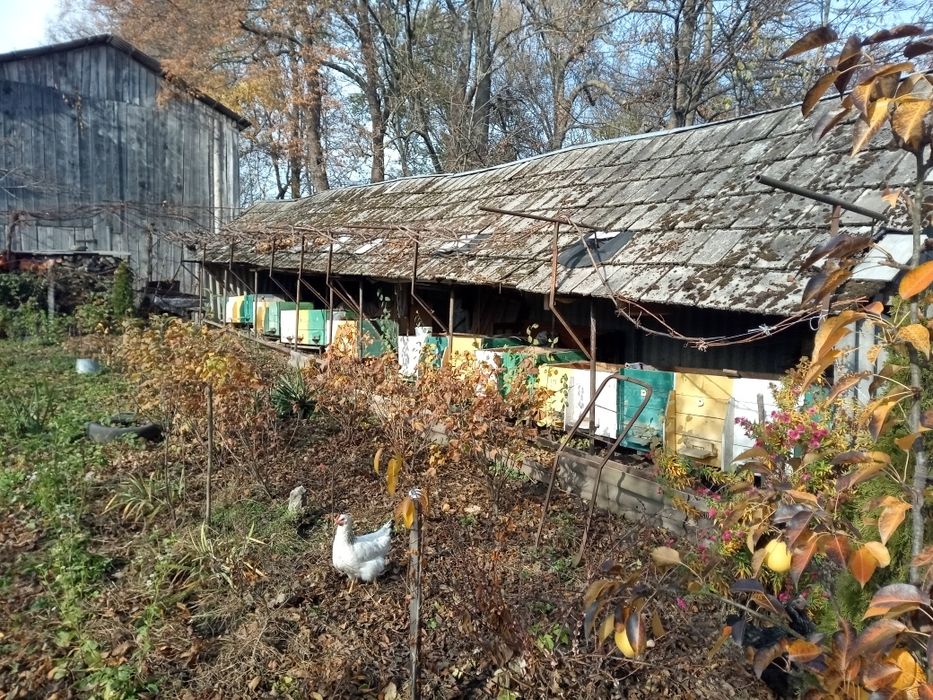 Продам пасіку/ вулики