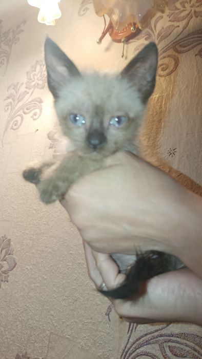 Кошенята  шукають дім