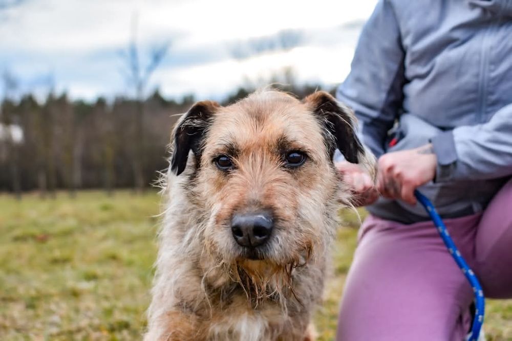 Nieśmiały psiak szuka domu! Adoptuj!