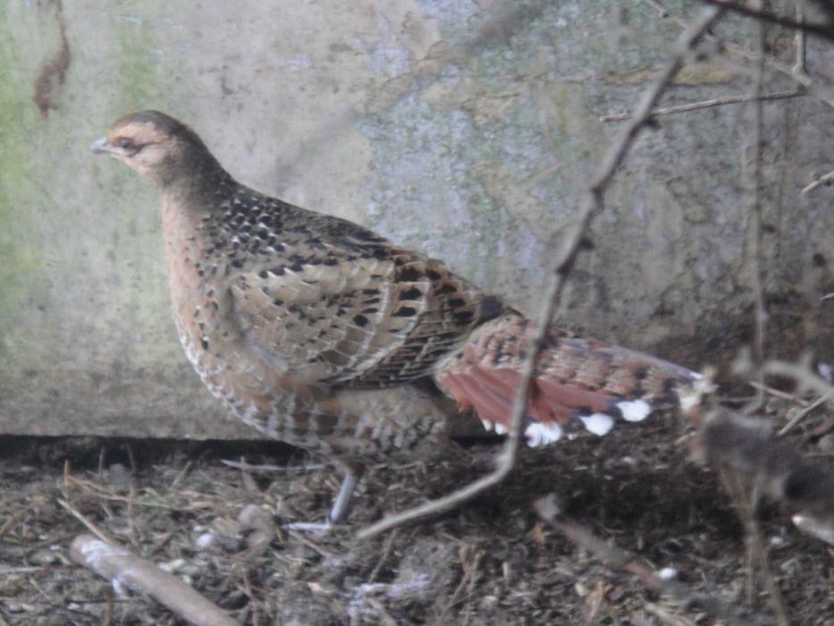 Bażanty humeo para trzyletnia