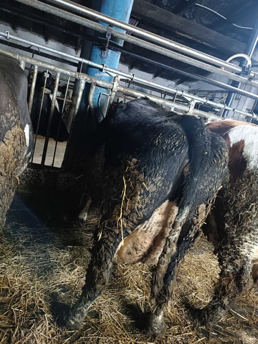 Sprzedam jałówki wycielone i wysokocielne