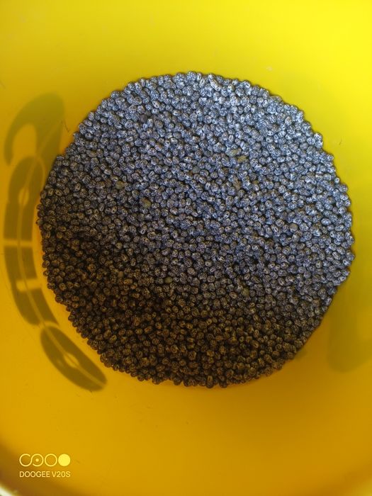 Sprzedam Łubin Wąskolistny Gorzki