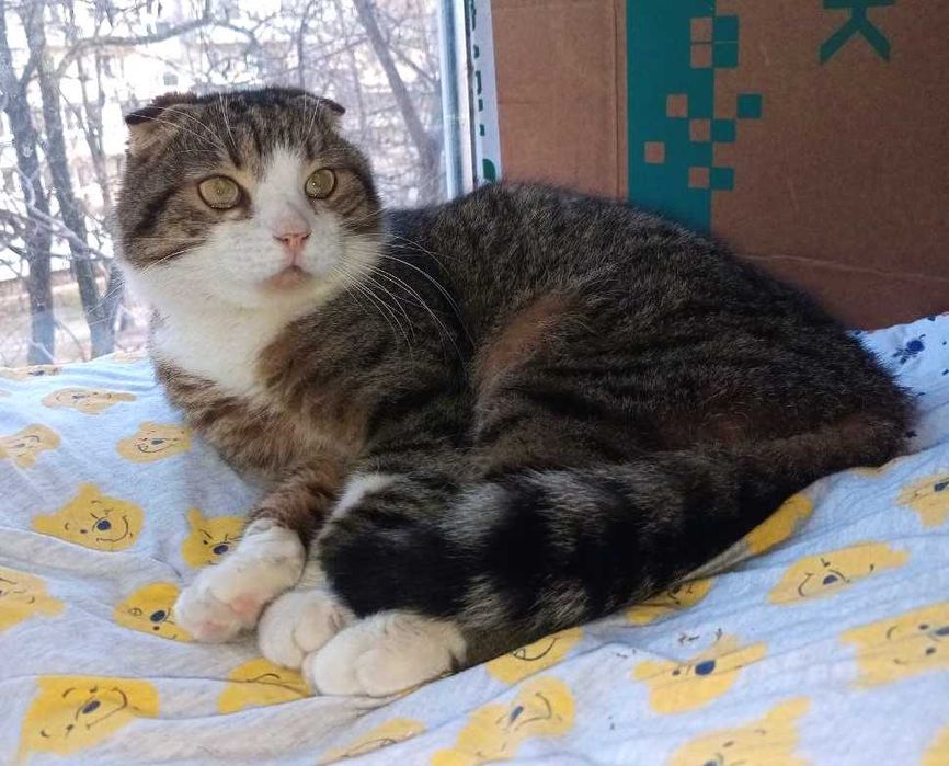 Шукає дім кіт Лунтик