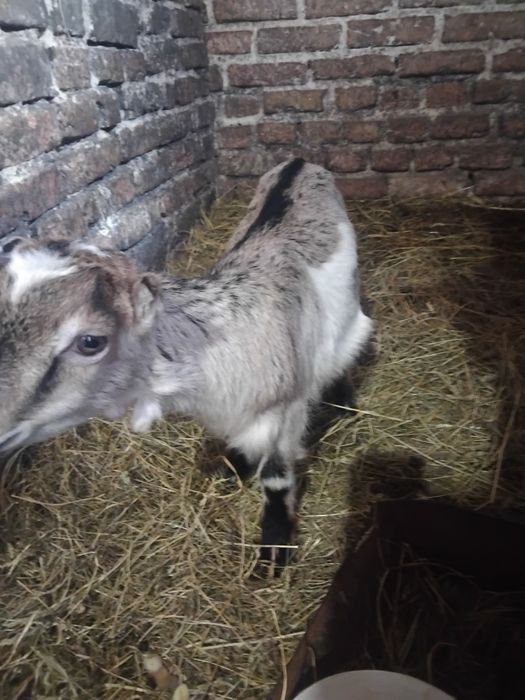 Продаж  козенят  5місячних.