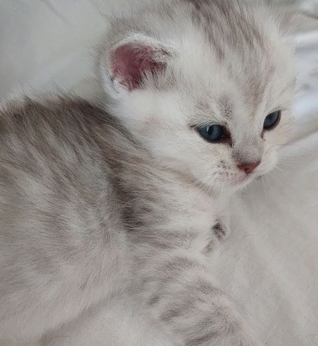 Кошеня шотландське