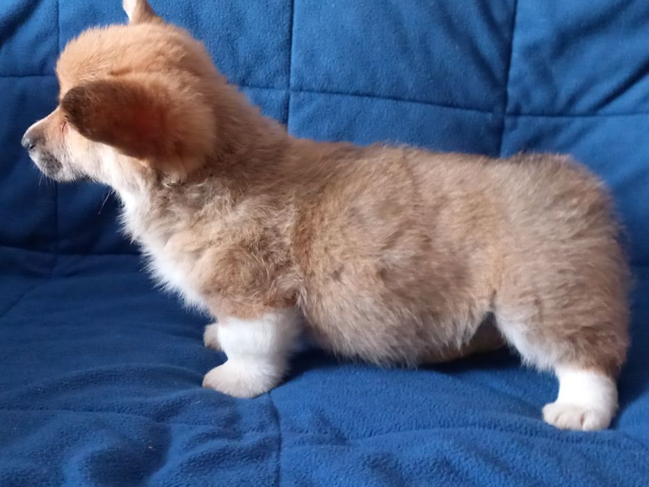 Дівчата коргі пемброк