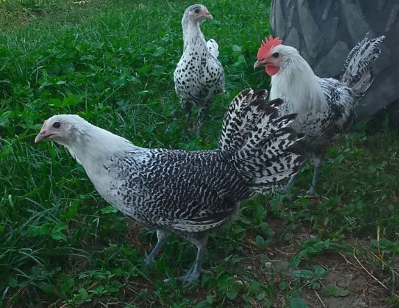 Jaja lęgowe jajka nioski ozdobne mix australop zielonooka green shell