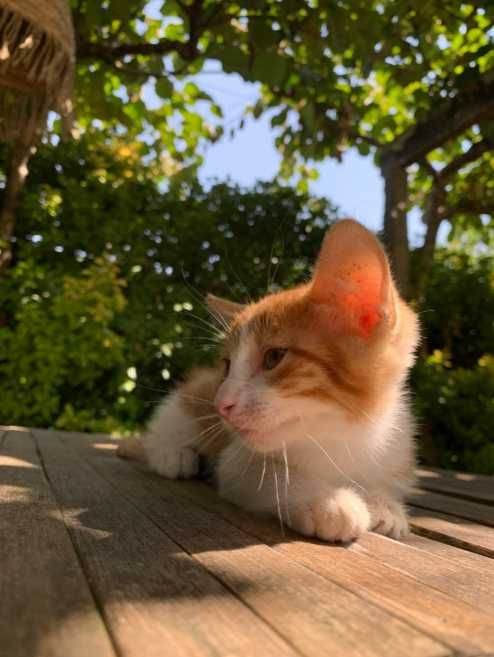 gato bebé 2 meses adoçao amarelo