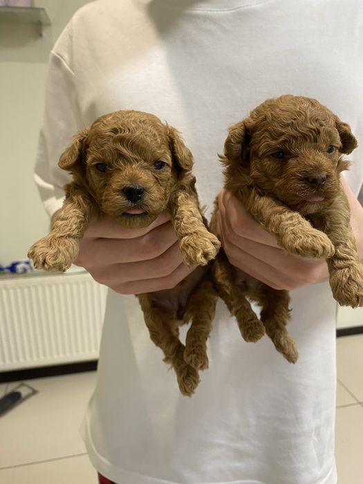 Продам той пуделя,дві дівчинки .Пудель ідеальний компаньйон.