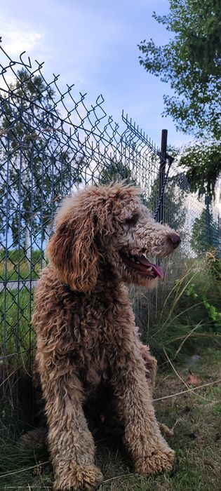 Roczny Pudel Duży Królewski Czekoladowy Płowy  • IDEALNY REPRODUKTOR